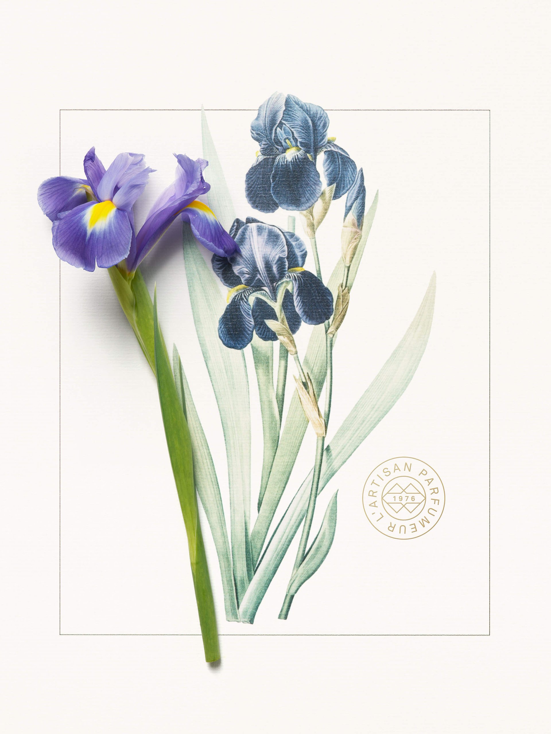 Ingredient_Merveilles_Article_Thumbnails_2400X3200_ Iris.jpg